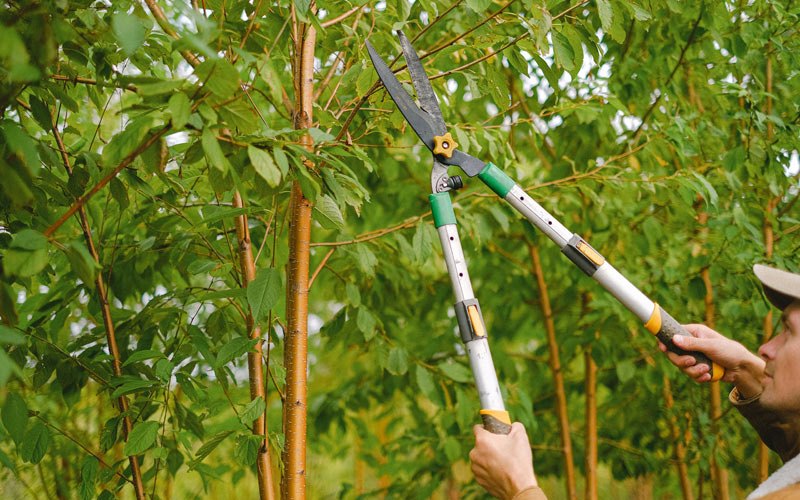 Tree trimming in Newtonsville, OH